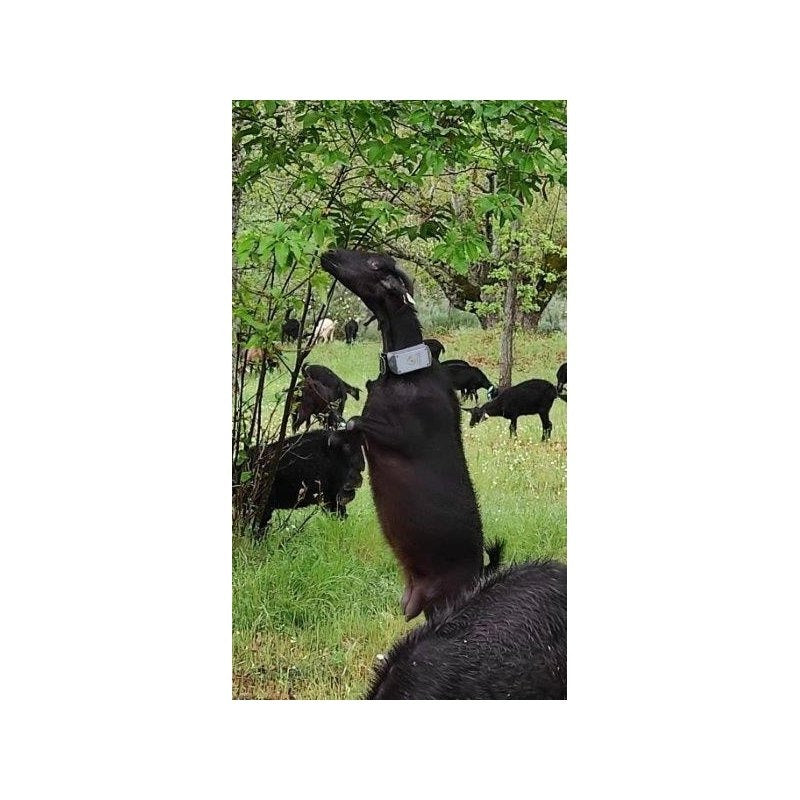 Localizador GPS para ganado sin contrato