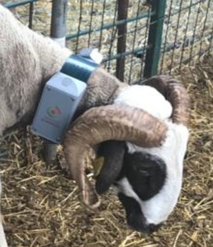 Collar GPS Satelital para Ganado — Vacas, Ovejas, Cabras y Caballos sin Cobertura Móvil